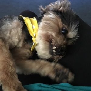 Meet your Posher, Shanda